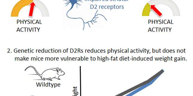 Chez la souris, l’obésité mise en rapport avec le déficit de motivation