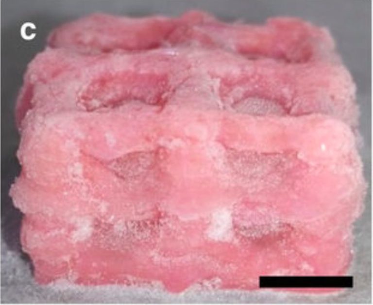 Scientifiques 3D Imprimé Squishy, ​​tissu ressemblant à un cerveau pour la 1ère fois