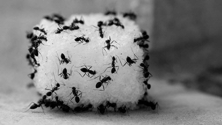 4 façons de se débarrasser des fourmis